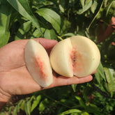 Tousui Peach Plant